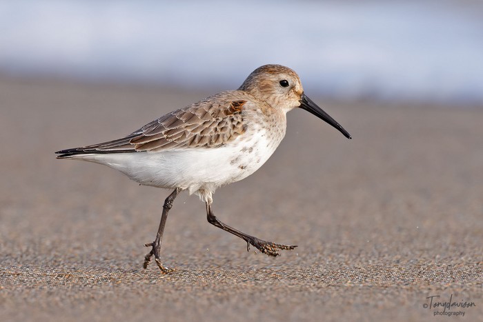 Dunlin