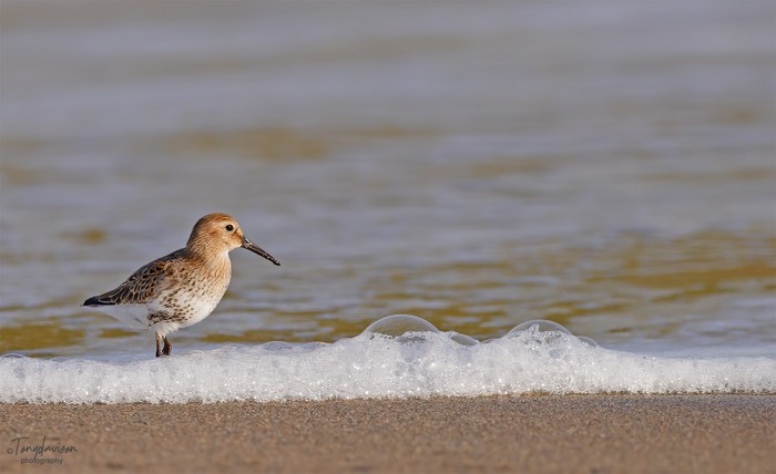 Dunlin