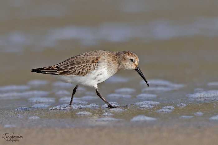Dunlin