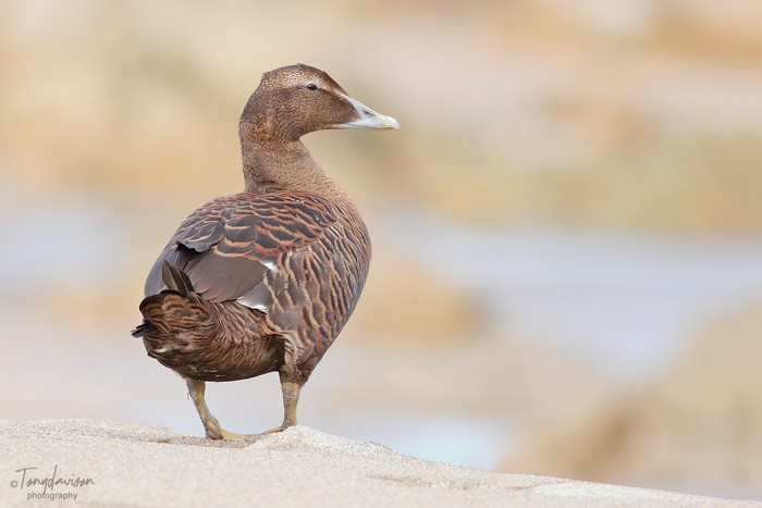 Eider