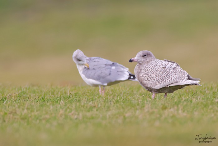 Glaucous Gull