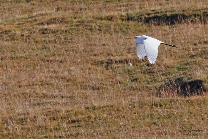 Great White Egret