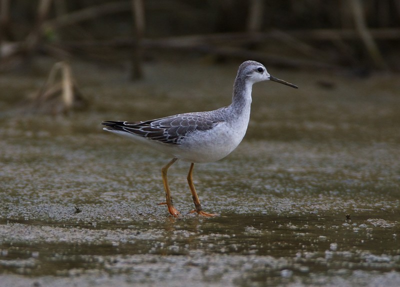 Wilson's Phalarope