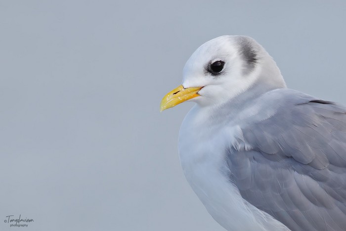 Kittiwake