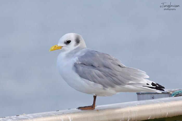 Kittiwake