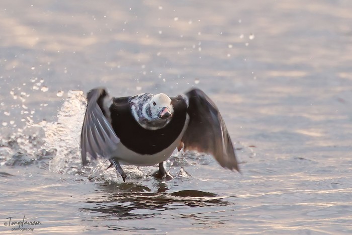 Long-tailed Duck