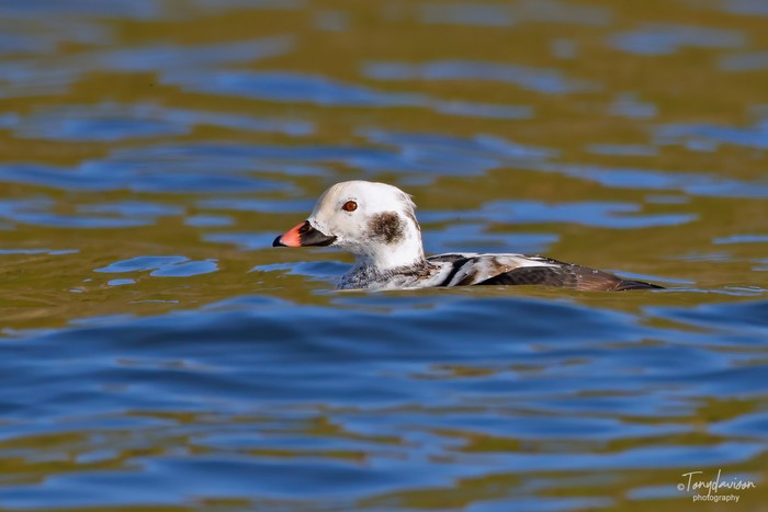 Long-tailed Duck