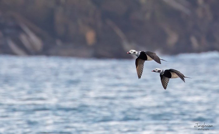 Long-tailed Duck