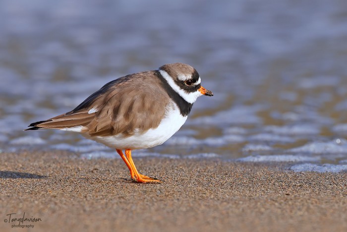 Ringed Plover