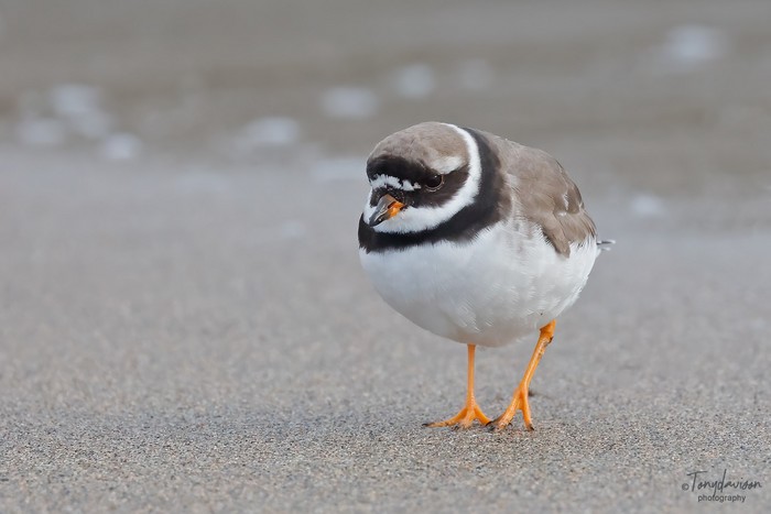 Ringed Plover