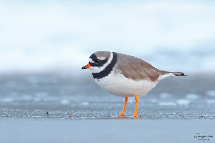 Ringed Plover