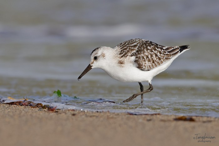 Sanderling