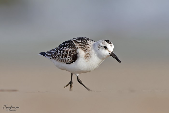 Sanderling
