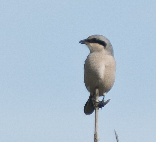 Great Grey Shrike