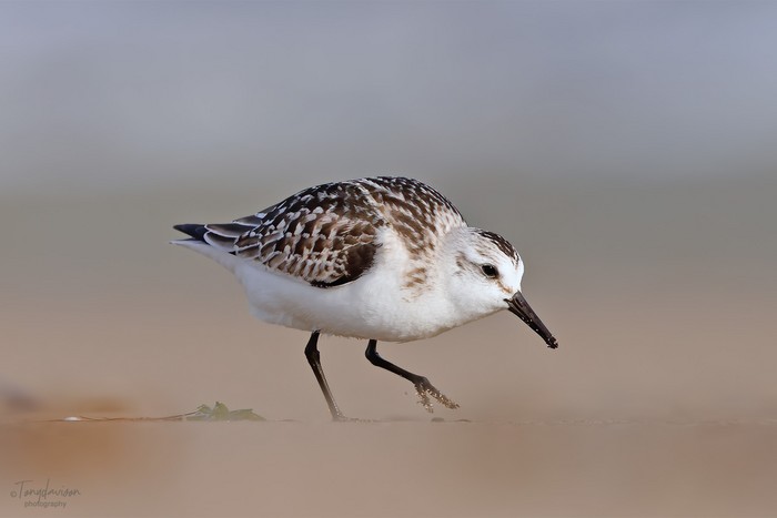 Sanderling