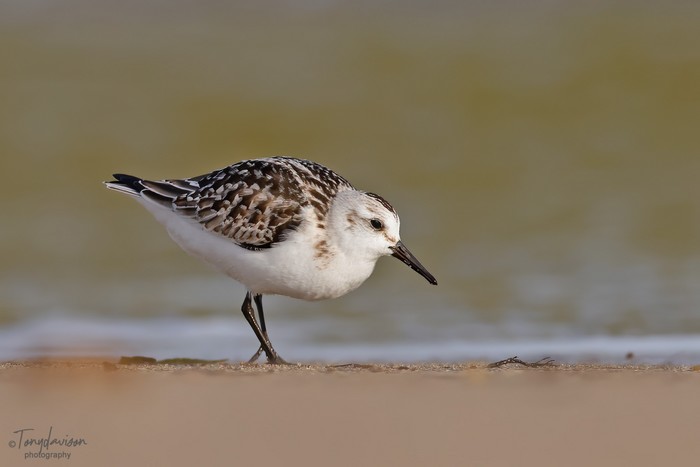 Sanderling