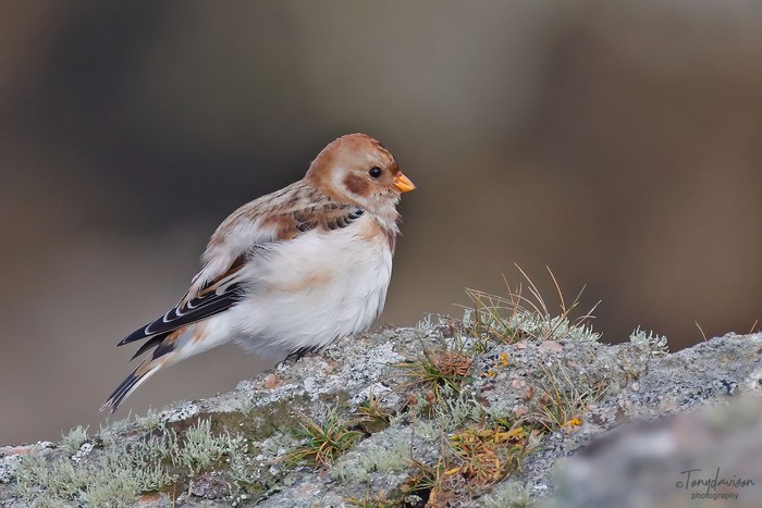 Snow Bunting