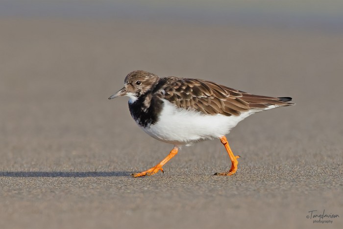 Turnstone