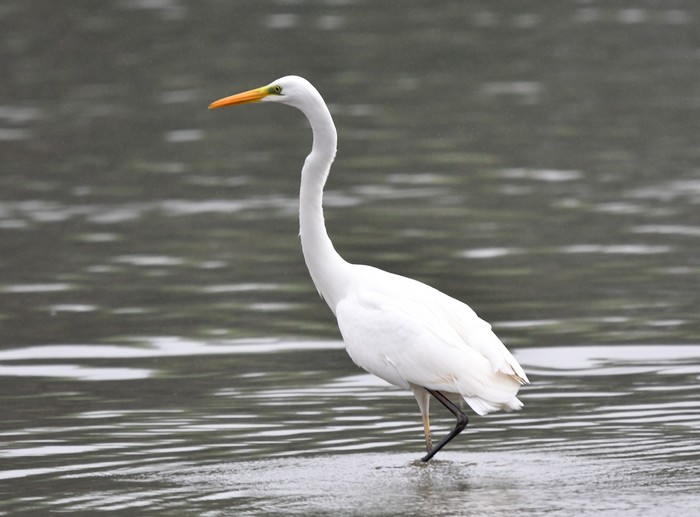 Great White Egret