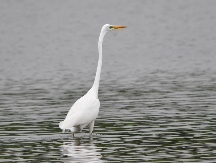 Great White Egret