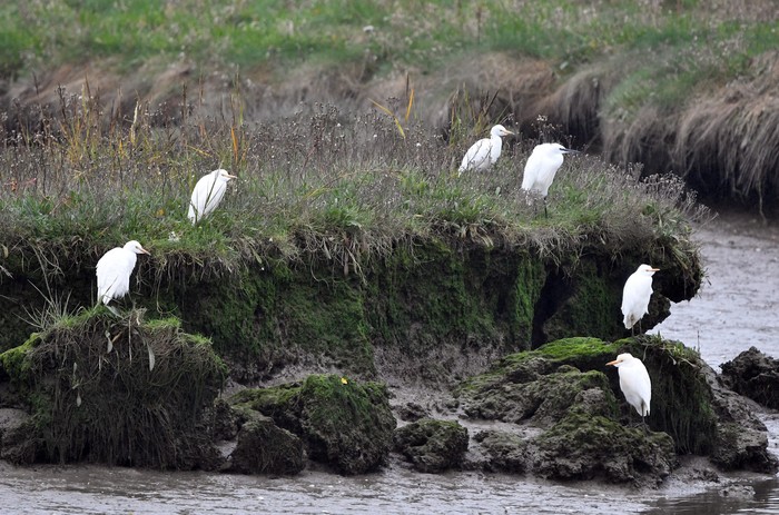 Cattle Egret