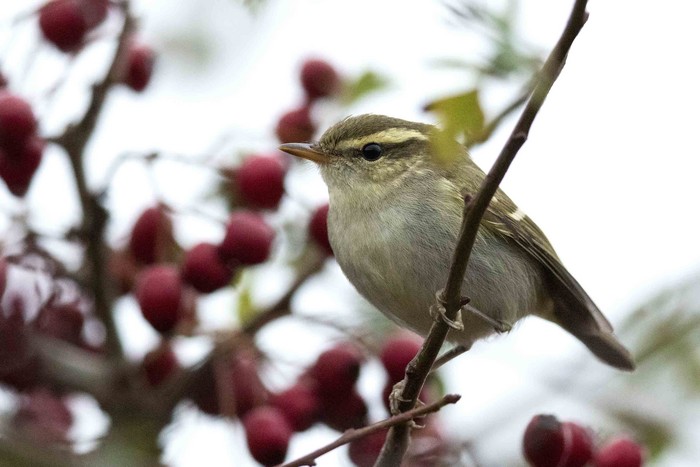Two-barred Greenish Warbler