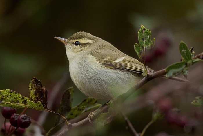 Two-barred Greenish Warbler