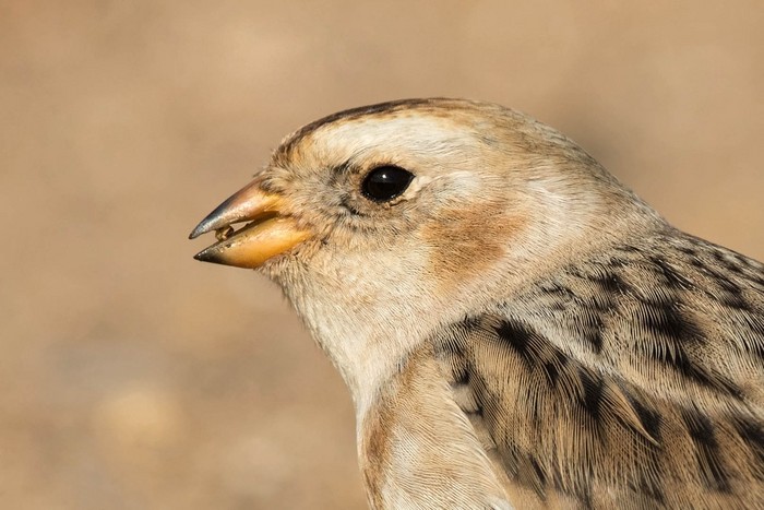Snow Bunting