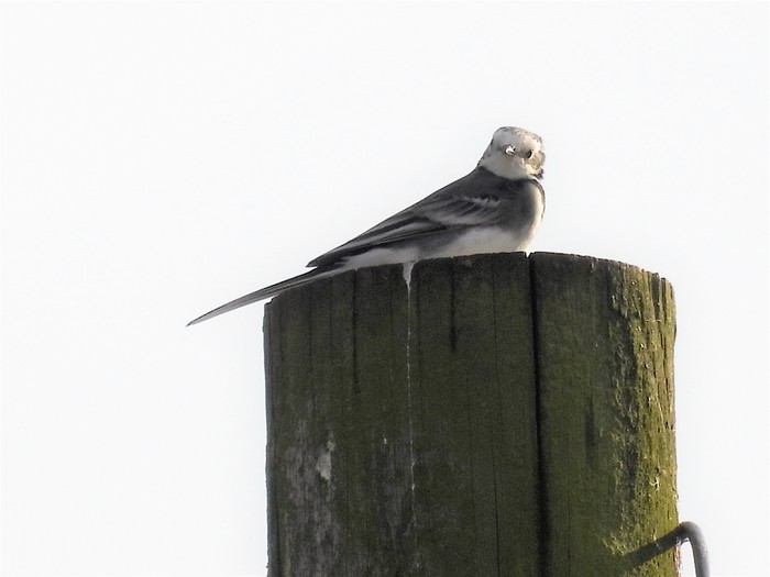 Pied Wagtail