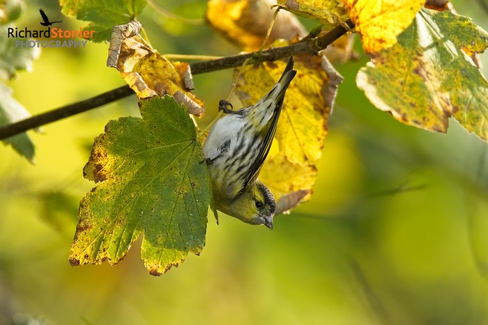 Siskin