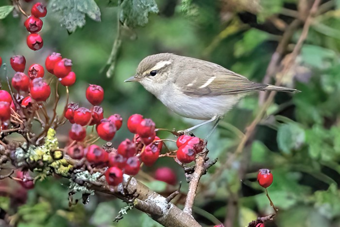 Two-barred Greenish Warbler