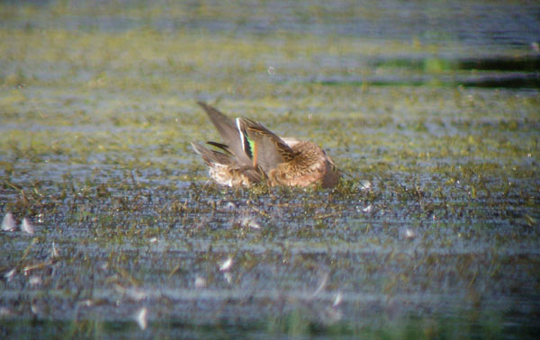 Baikal Teal