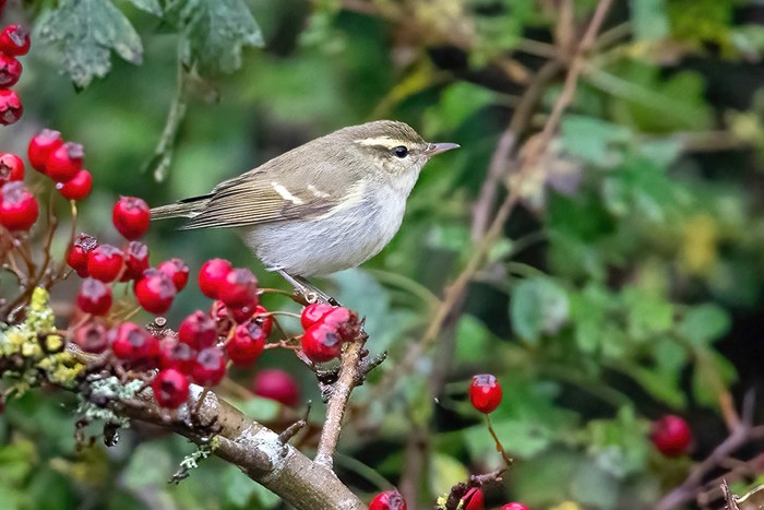 Two-barred Greenish Warbler