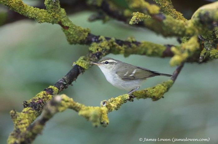 Two-barred Greenish Warbler