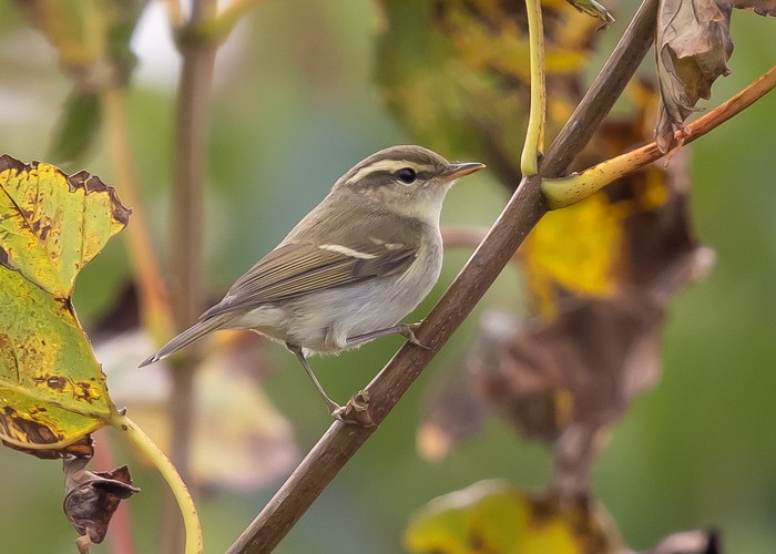 Two-barred Greenish Warbler
