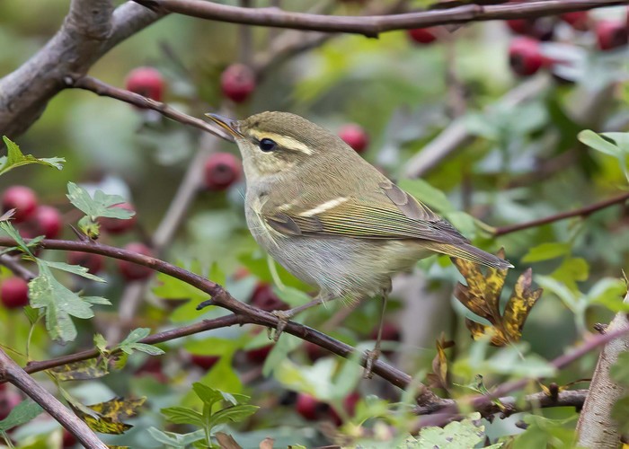 Two-barred Greenish Warbler