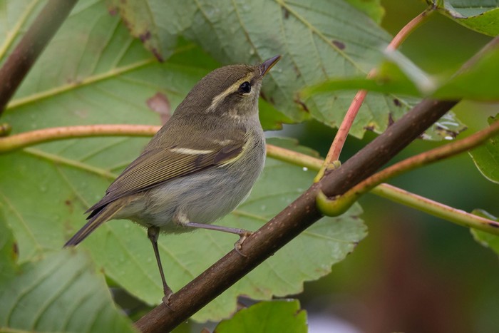 Two-barred Greenish Warbler