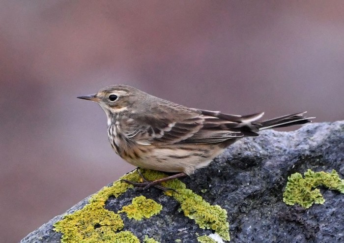 American Buff-bellied Pipit