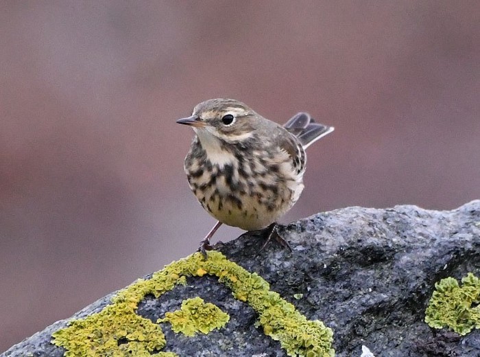 American Buff-bellied Pipit