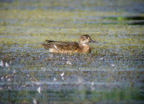 Baikal Teal