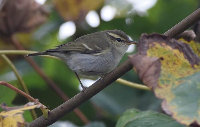 Two-barred Greenish Warbler