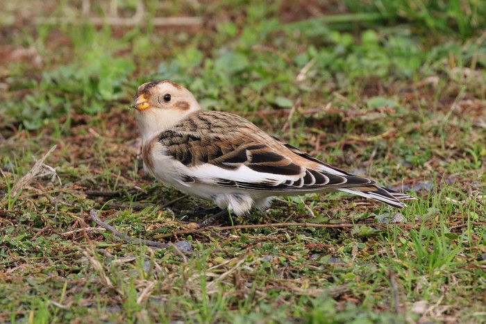 Snow Bunting