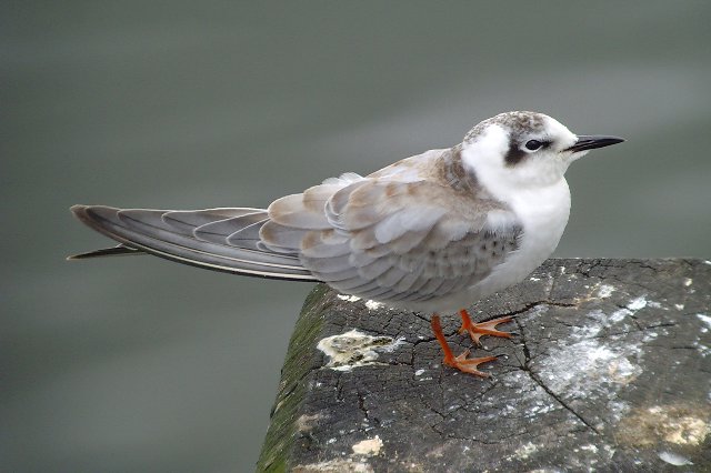 White-winged Black Tern