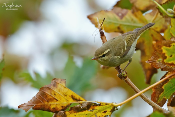 Two-barred Greenish Warbler