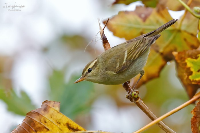 Two-barred Greenish Warbler
