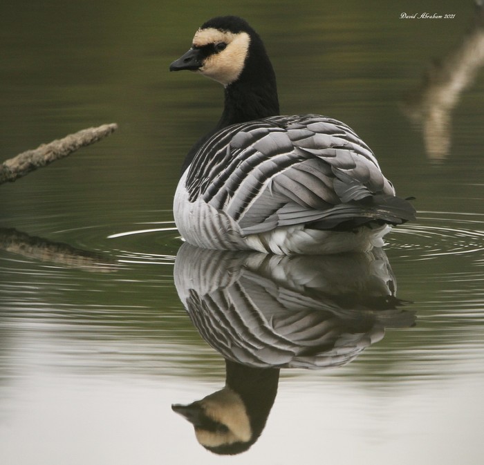 Barnacle Goose
