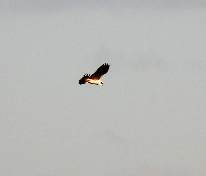 Osprey