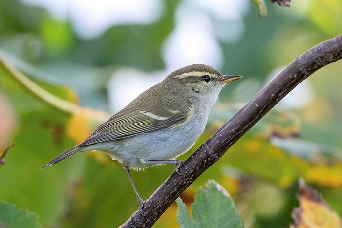 Two-barred Greenish Warbler