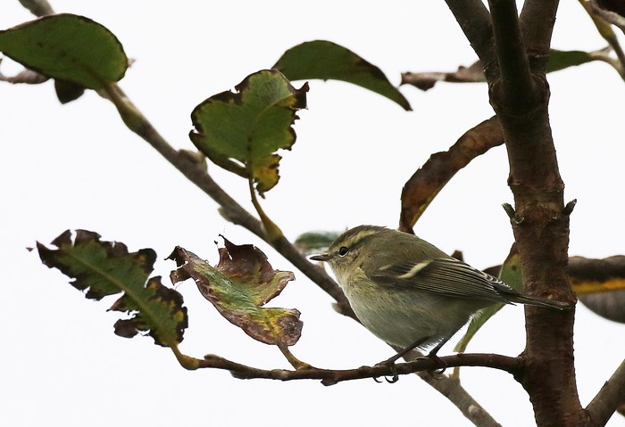 Hume's Warbler