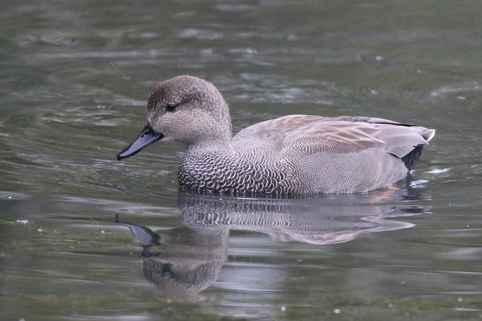 Gadwall